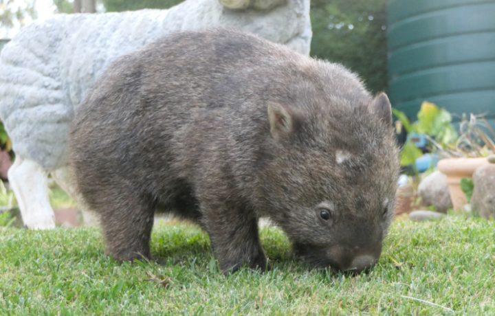 Merindah, the rescue wombat with a fighting spirit, returns to the bush